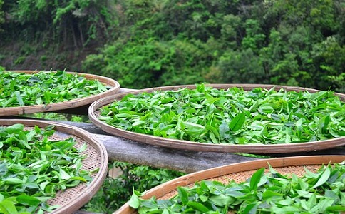 茶葉茄子视频污污料的施用