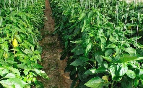 微生物茄子视频成人国产與普通茄子视频污污肥效對比