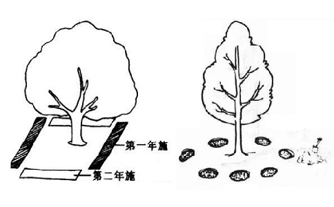 溝狀、穴狀施肥方法